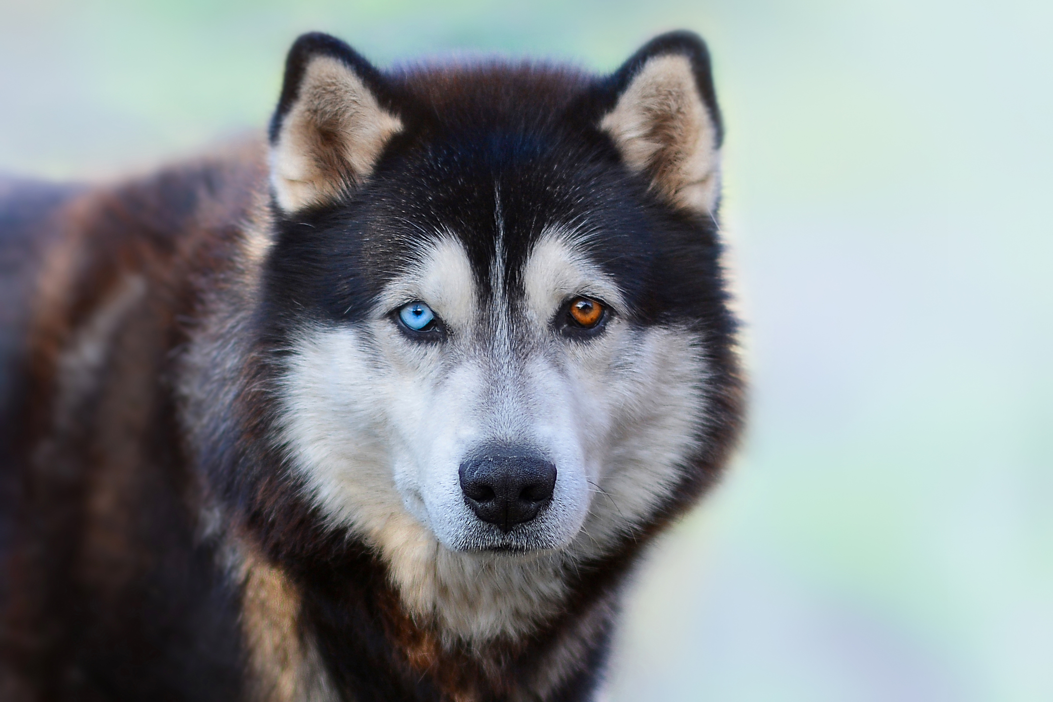 20 Most Beautiful Dog Breeds - Dog Breed Pro