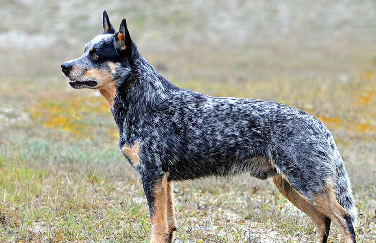 15 Dog Breeds Perfect For Outdoor Living Dog Breed Pro