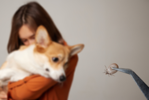 10 Ways to Identify and Treat Common Parasites in Dogs - Dog Breed Pro