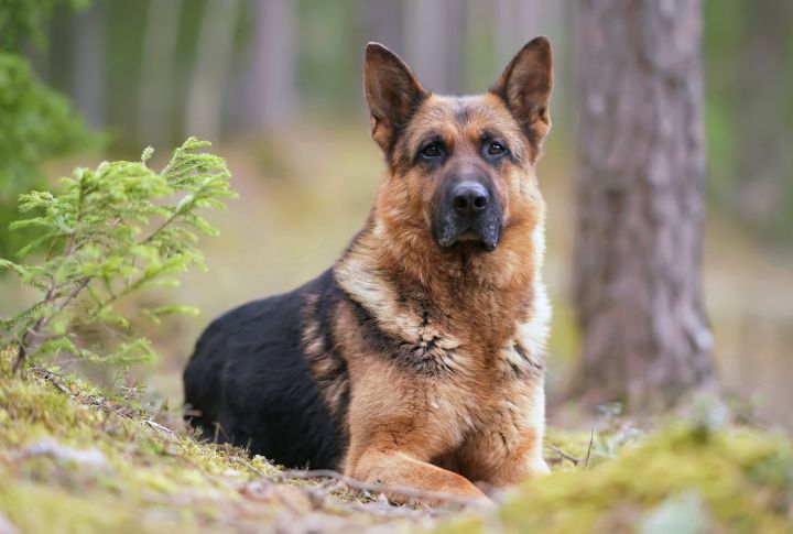 10 Coat Colors That Prove German Shepherds Are Works Of Art Dog Breed Pro