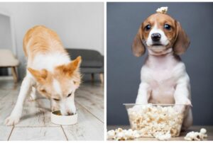 10 Grains Your Dog Needs And 5 To Avoid - Dog Breed Pro
