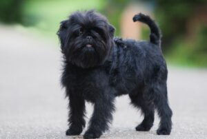 View of 15 Adorable Flat-Faced Dog Breeds - Dog Breed Pro