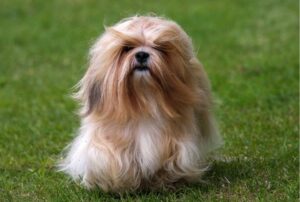 15 Adorable Flat-Faced Dog Breeds - Dog Breed Pro