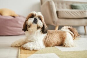 Small Breed Dog Breeds For Apartment Living In Small Cities preview