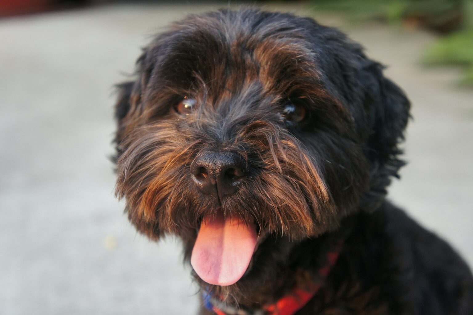 Picture of Top 15 Most Low-Maintenance Dog Breeds - Dog Breed Pro