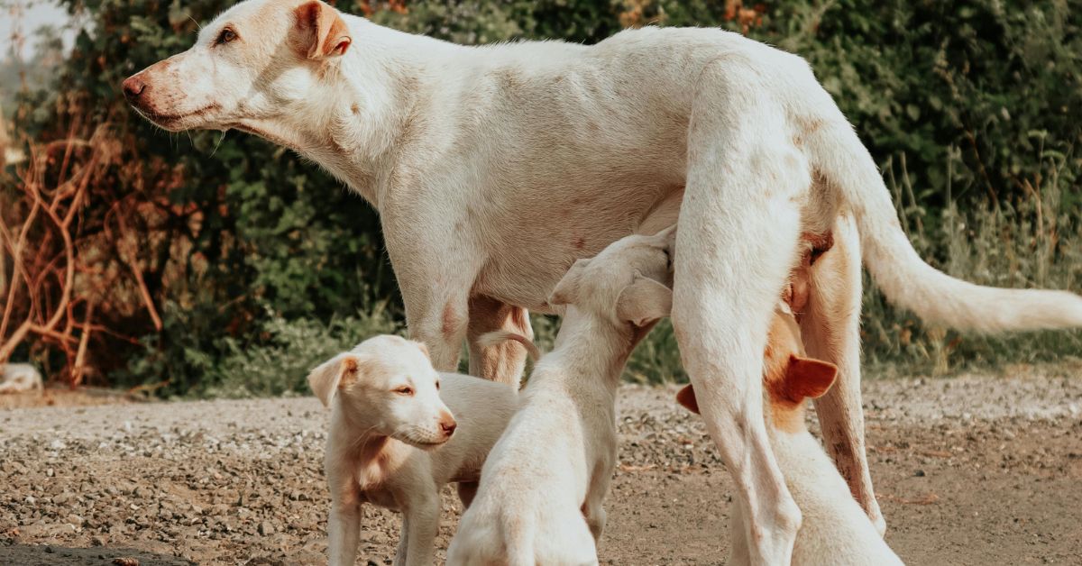 15 Effective Ways To Restore Your Dog's Vitality Postpartum - Dog Breed Pro