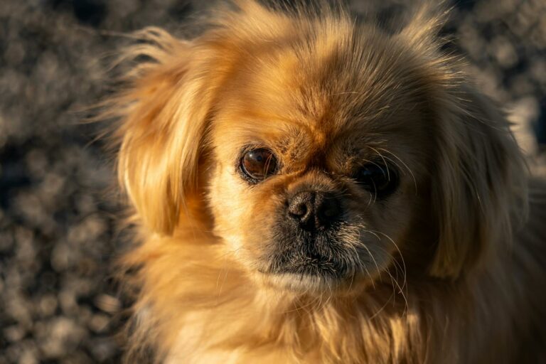 15 Dog Breeds That Stay Small Forever - Dog Breed Pro