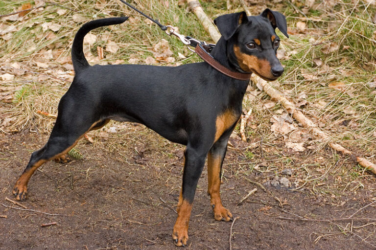 30 Dog Breeds That Aren’t as Friendly as They Look