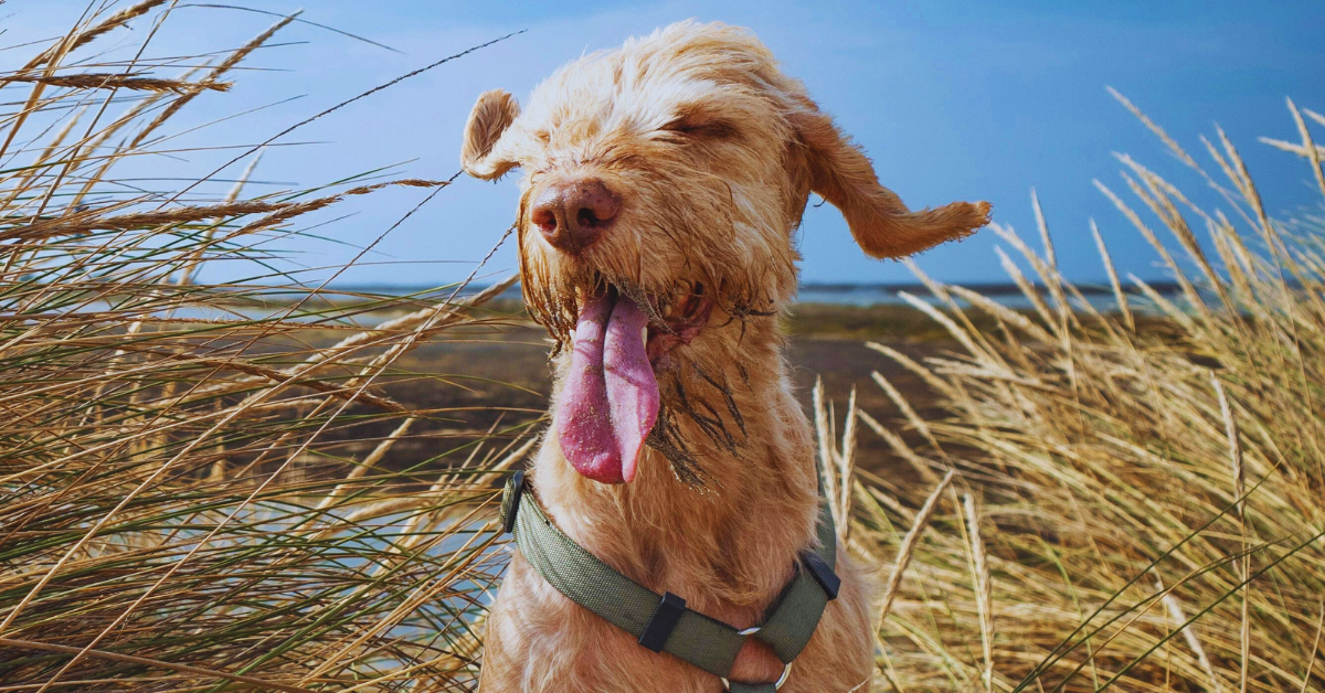 15 Peculiar Reasons Dogs Often Lick Air - Dog Breed Pro