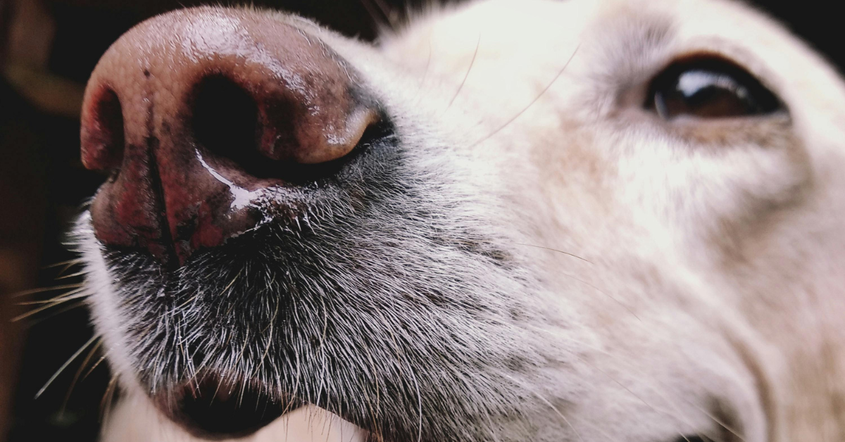 15 Reasons Why Dogs Have Whiskers - Dog Breed Pro