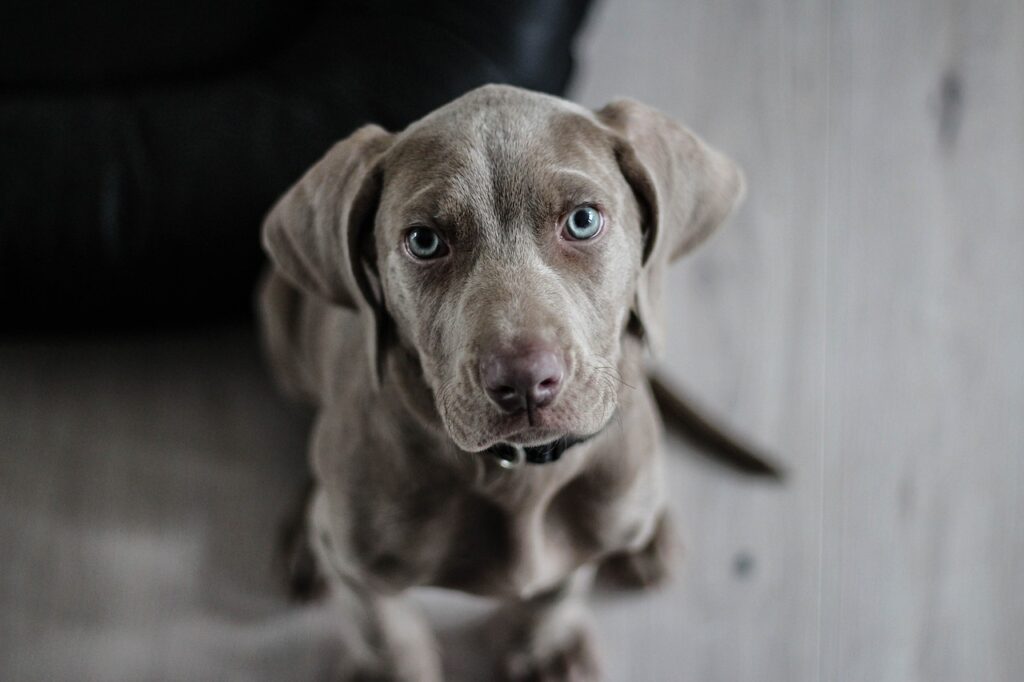 weimaraner, animal, puppy
