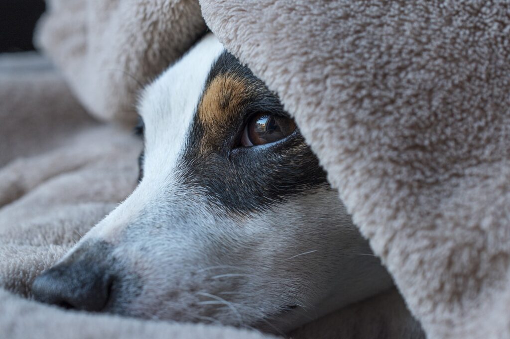 dog, pet, jack russel