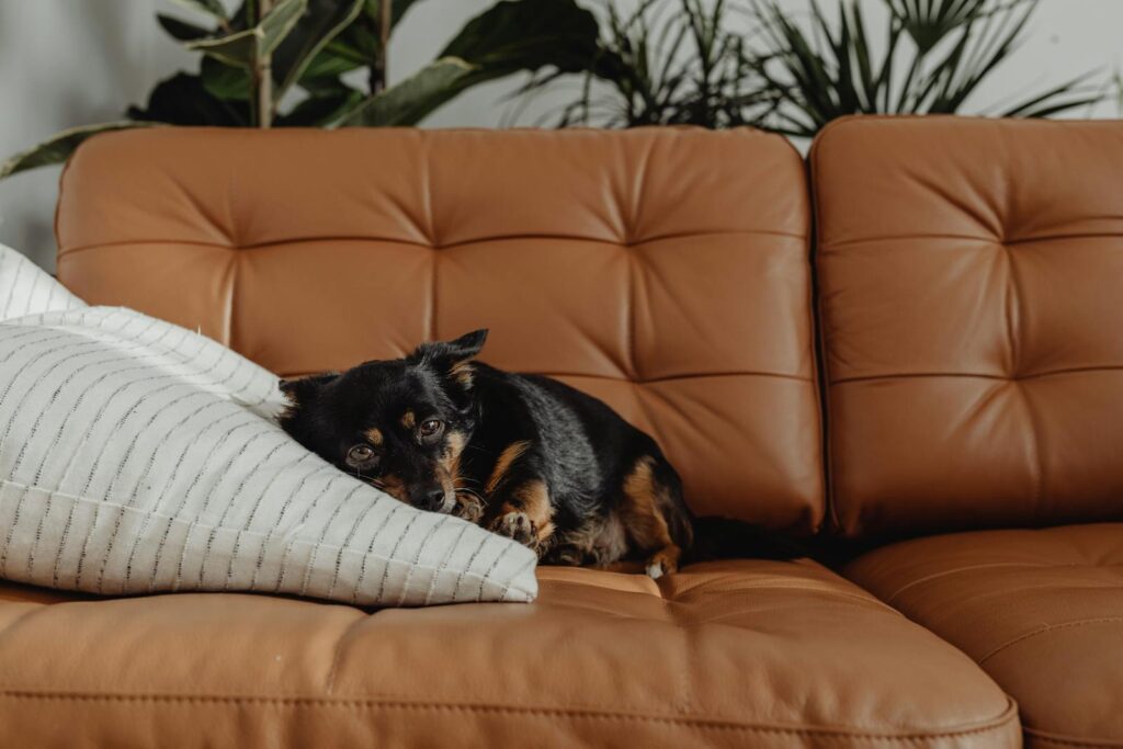 A cozy Jack Russell Terrier lounging on a stylish brown leather sofa indoors.