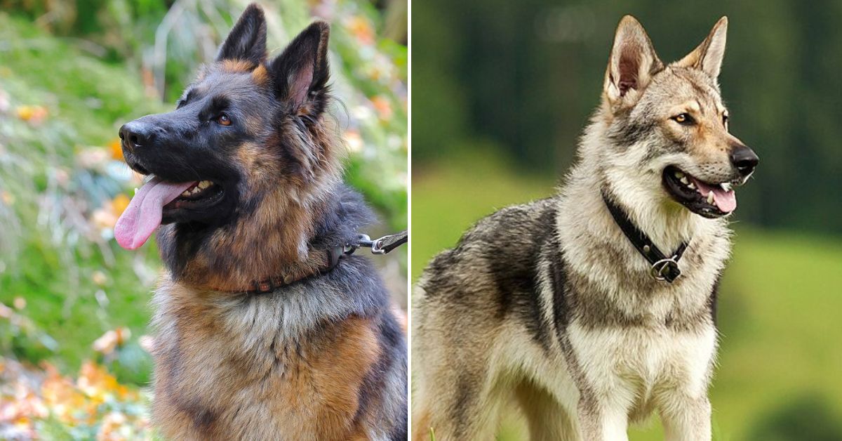 15 new dog breeds recognized by the akc dog breed pro