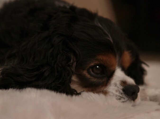 a black and white dog laying on top of a bed