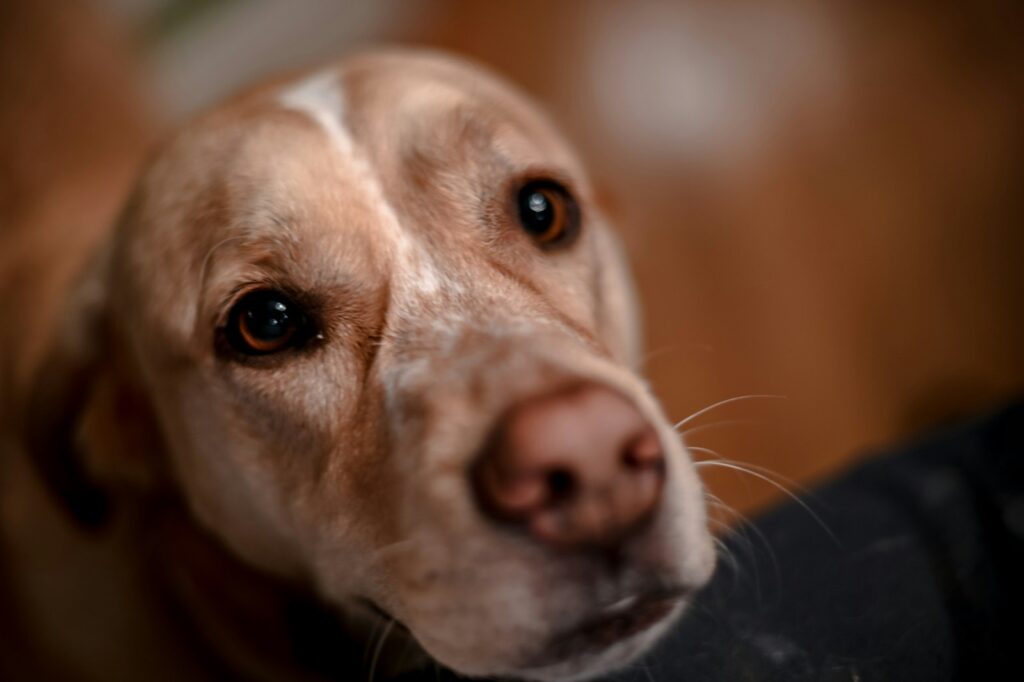 a dog looking at the camera