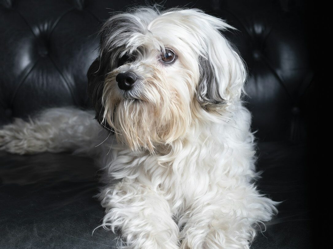 adult white and gray shih tzu