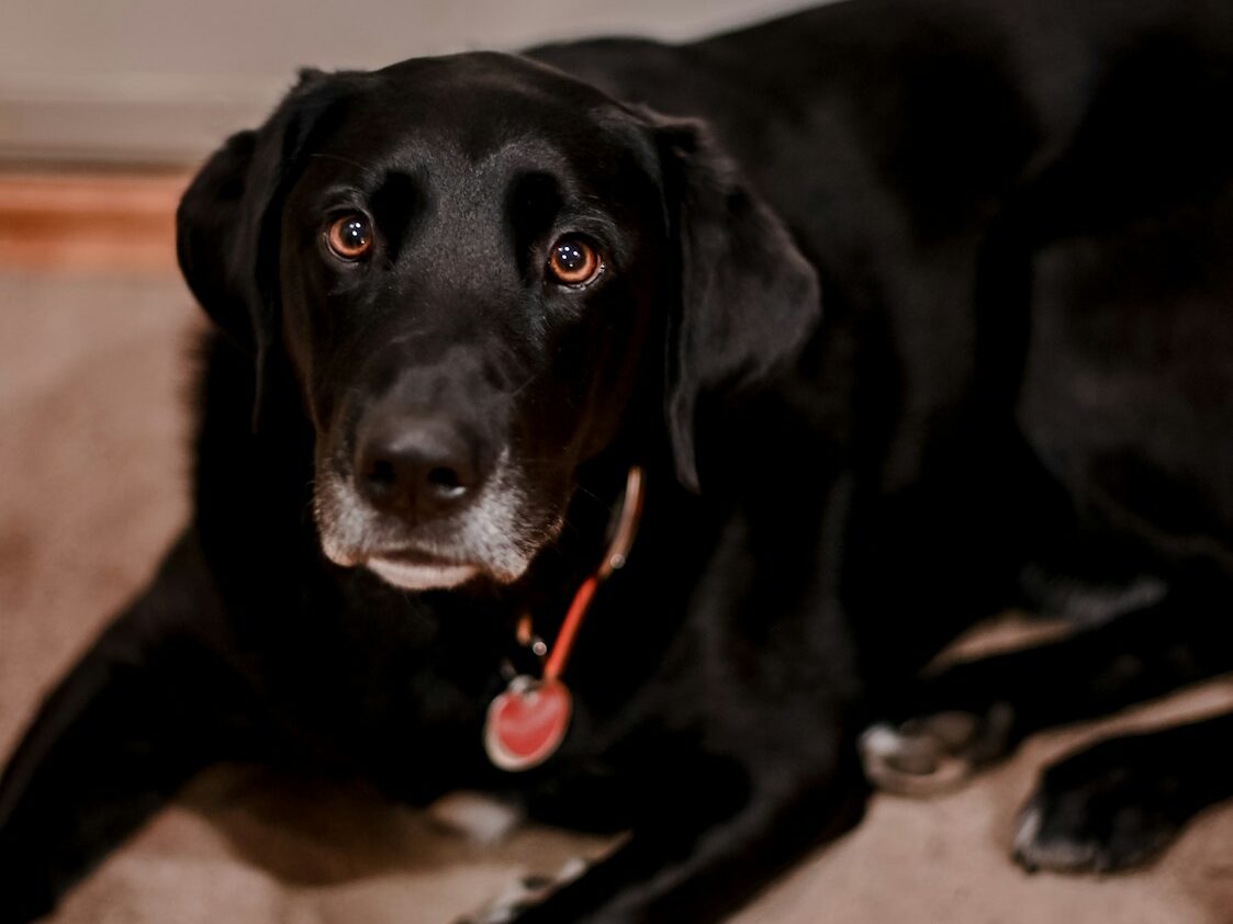 a black dog lying on the floor