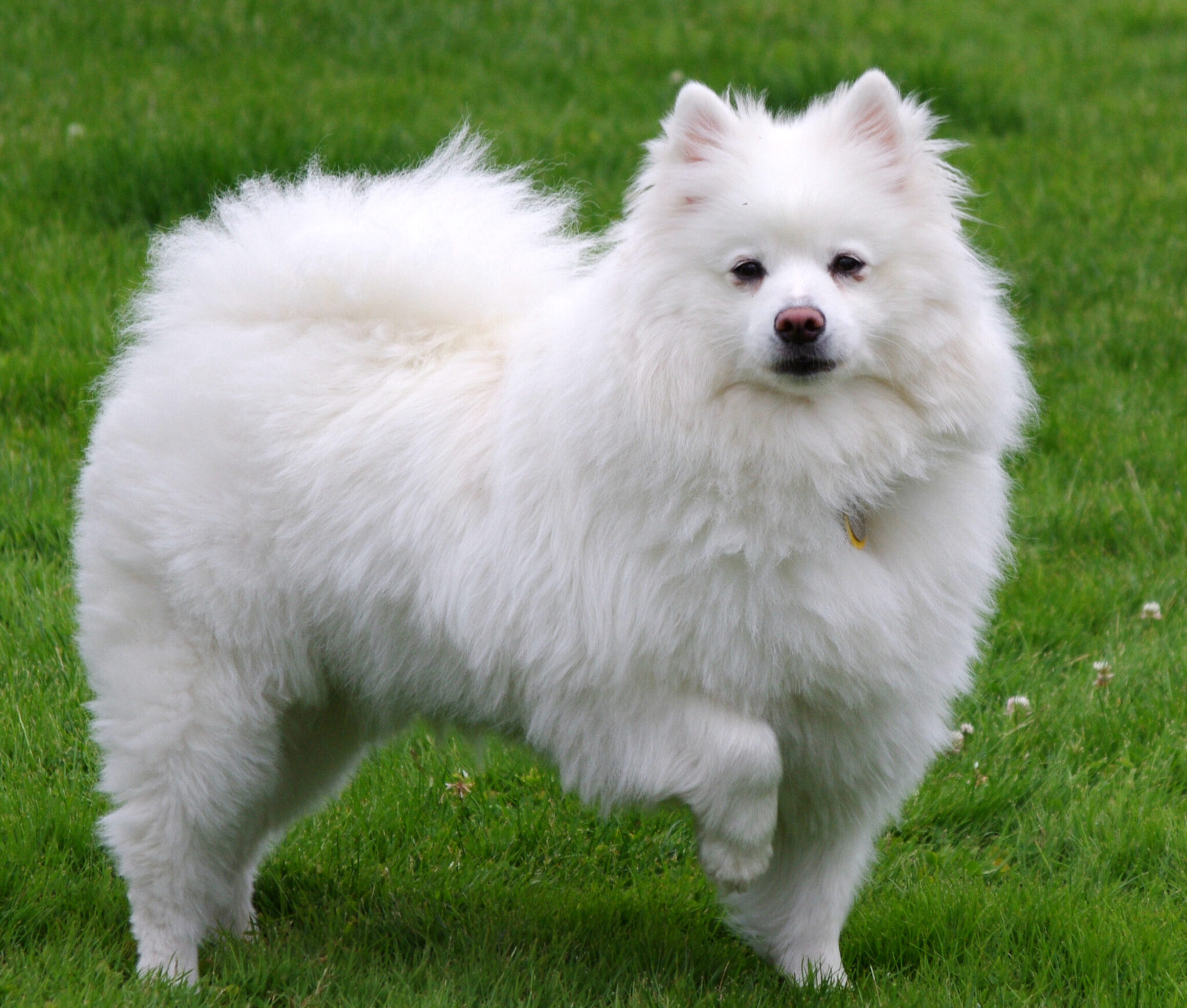 Curated visual reference: Fresh Look at 30 Small Dog Breeds That Are Perfect For Apartment Living