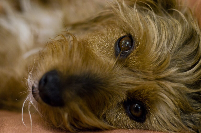 15 Diseases Dogs Can Carry That Are Harmful to Humans - Dog Breed Pro