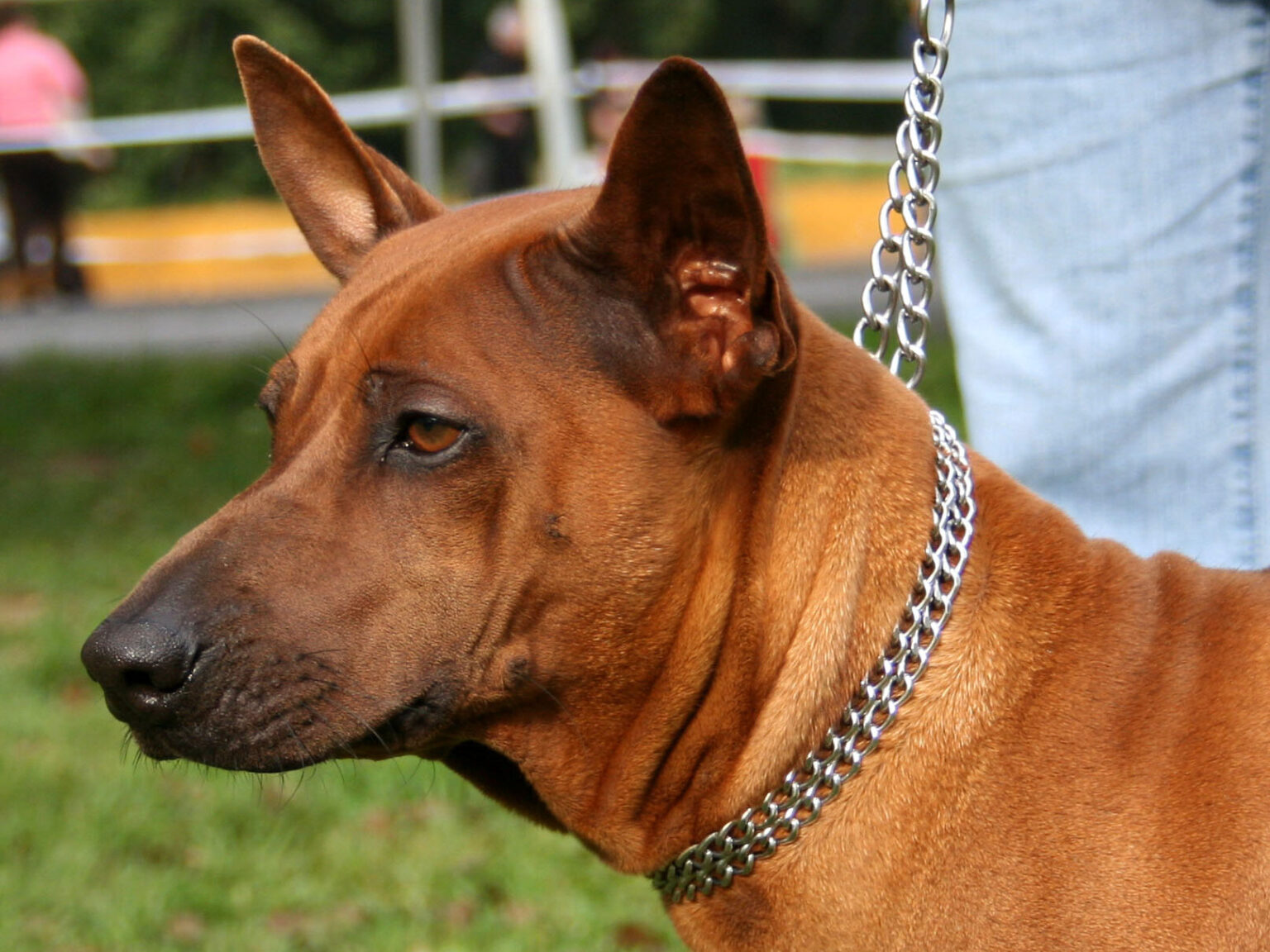 15 Best Dogs For Hot Weather Dog Breed Pro 15-best-dogs-for-hot-weather-dog-breed-pro