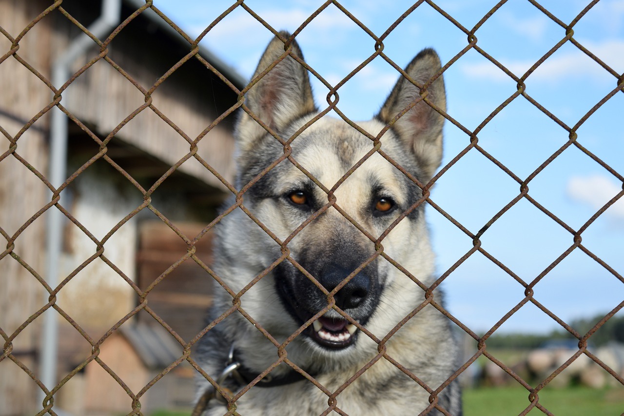 dog, chained, animal, kennel, flower wallpaper, german, nature, shepherd, fence, wire fence, shelter dog, village, rural, flowers, beautiful flowers, country, tether, tethered dog, shelter, summer, flower background, farm, barn, rustic, countryside, kennel, kennel, pet, kennel, shelter dog, shelter dog, shelter dog, shelter dog, shelter dog