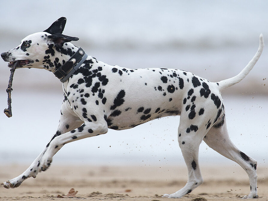 Best Dogs For Hot Weather Best Dogs For Hot Weather
