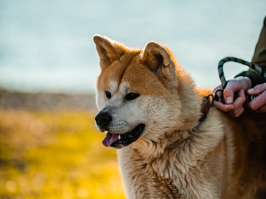 A beautiful Akita dog on a leash enjoys a sunny walk by the seaside, showcasing its fluffy fur and friendly demeanor.