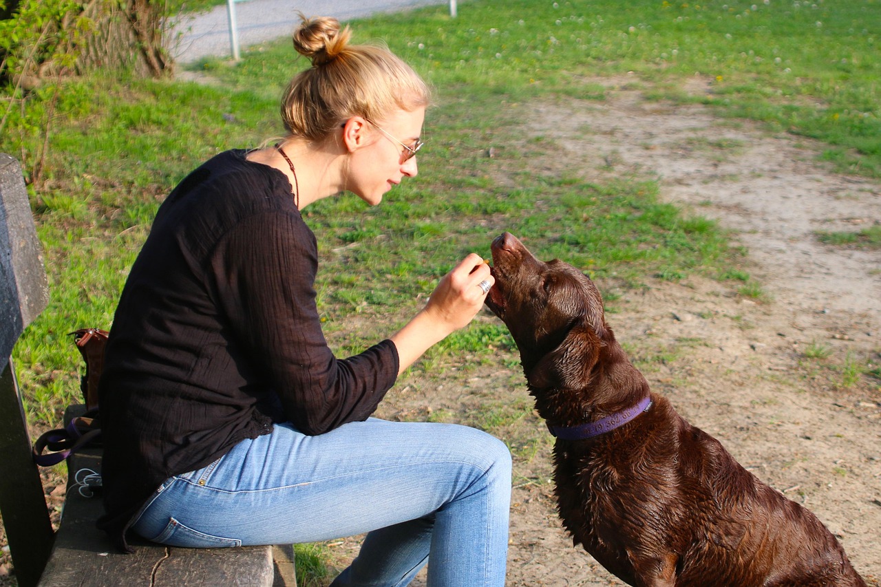 human, animal, dog, pet, dog owner, reward, feeding, dog owner, reward, reward, reward, reward, nature, reward