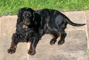 10 Differences Between English And American Cocker Spaniels - Dog Breed Pro