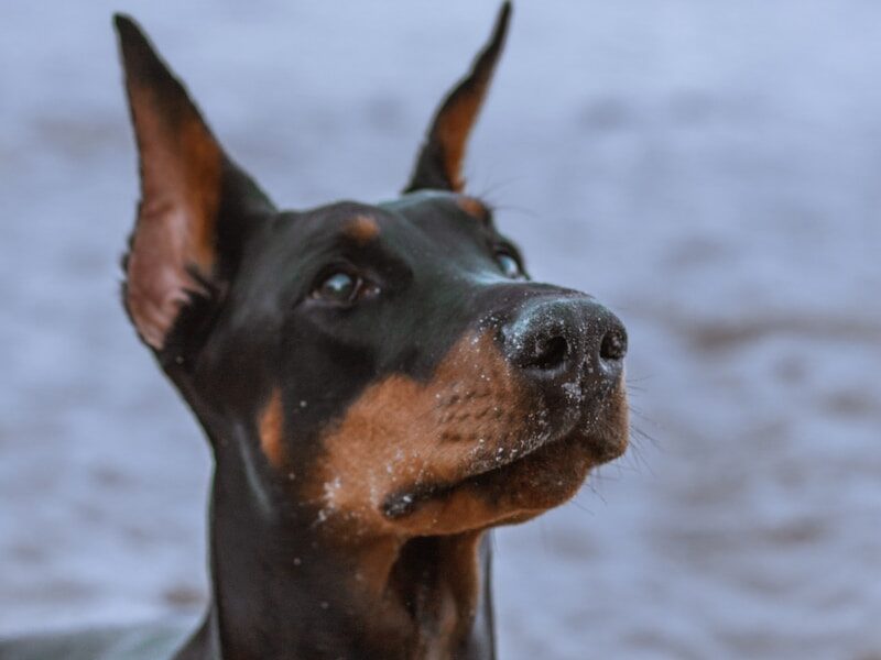 black and tan doberman pinscher