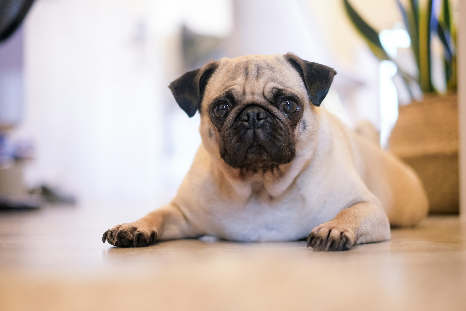 15 Dog Breeds That Are the Most Loyal to Their Owners - Dog Breed Pro