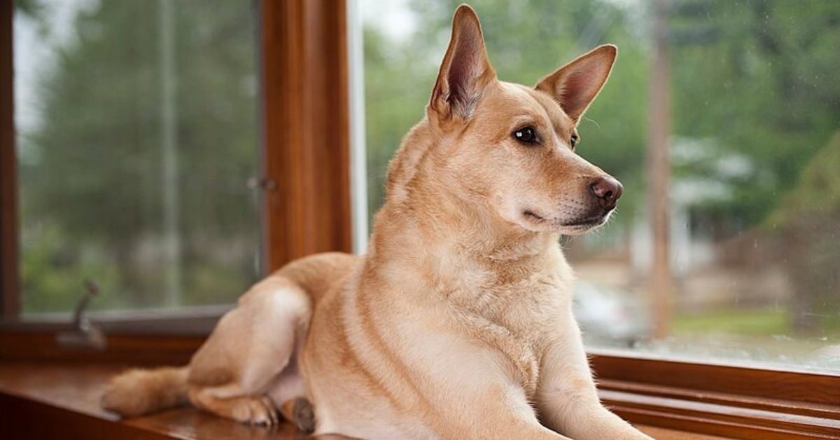 20 Rare Dog Breeds You Ve Probably Never Heard Of Dog Breed Pro