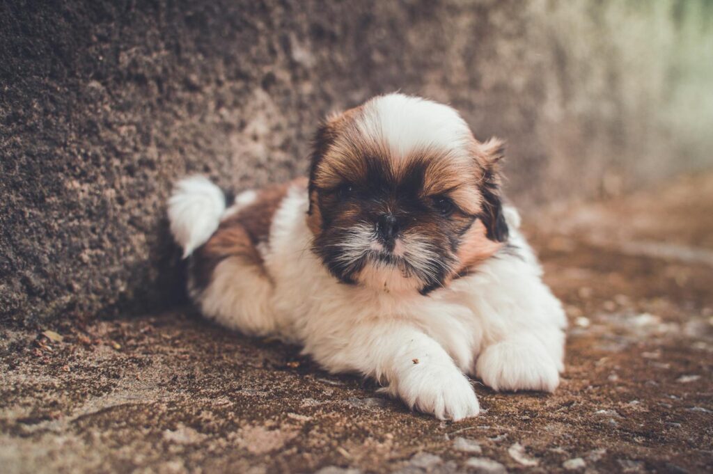Cute young Shih Tzu puppy lying on the ground, showcasing its fluffy fur and expressive eyes.