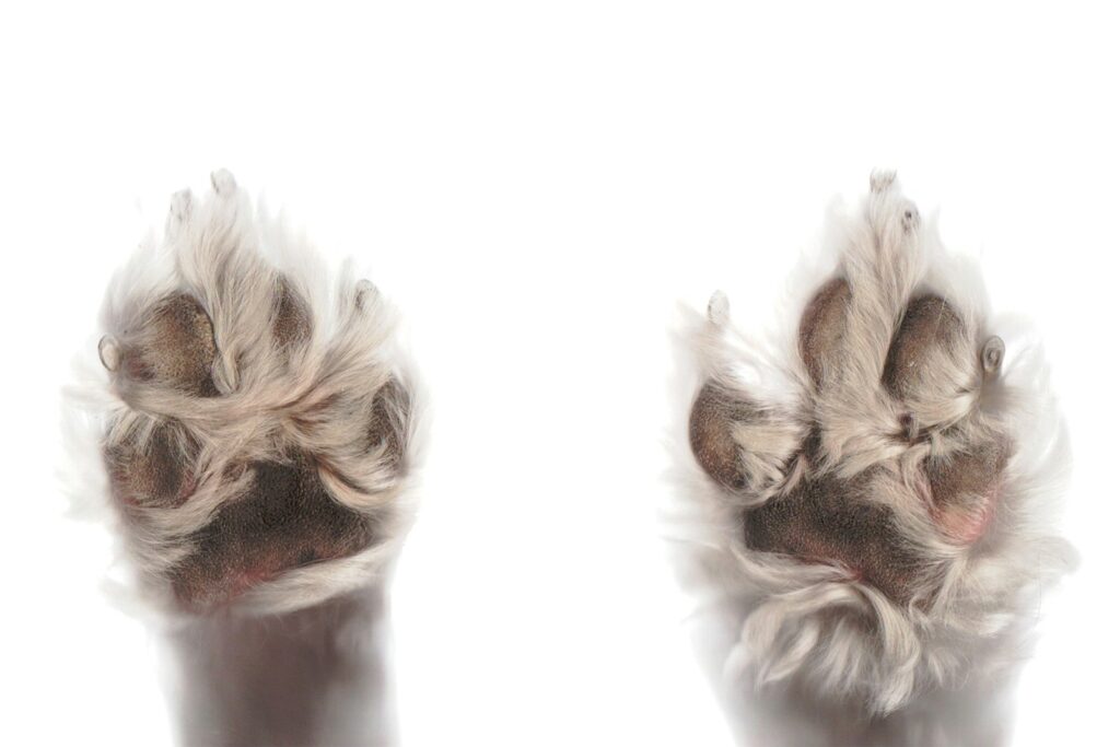 white and brown fur textile
