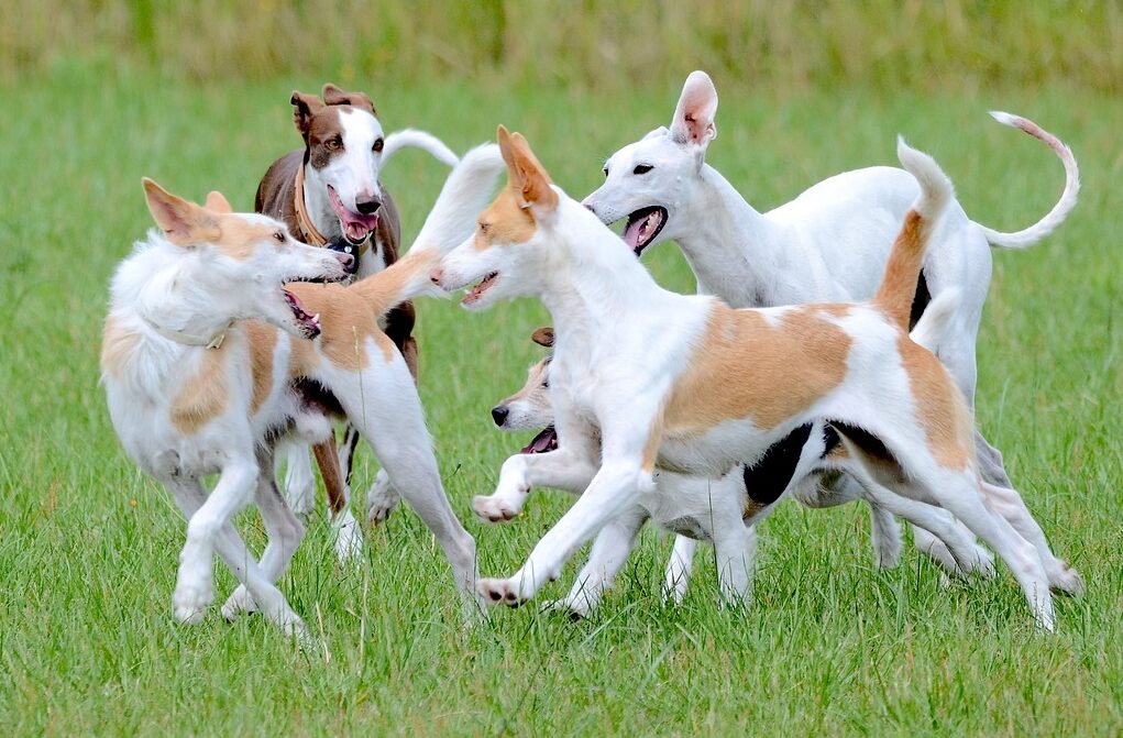 fun, dogs, running dog, playing dogs, romp, playing dog, move, summer, dogs, dogs, dogs, dogs, dogs, running dog, nature, playing dogs