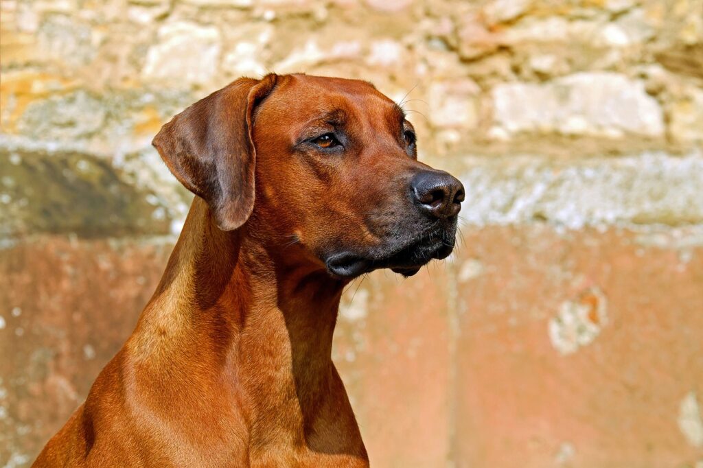 rhodesian ridgeback, dog, guard dog, purebred dog, beautiful, adorable, attention, vigilant, animal, hunting dog, fur, brown dog, pet, dog breed, dog portrait, attentive dog, animal portrait, dog, dog, dog, dog, nature, dog