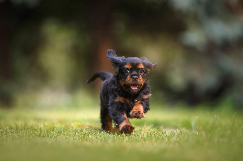 dog, puppy, cavalier, running, nature, play, pet, animal, young dog, domestic, canine, cute, field, outdoors, dog, dog, dog, puppy, puppy, puppy, puppy, puppy