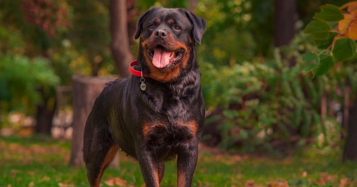 What Makes Rottweilers Unique? - Dog Breed Pro