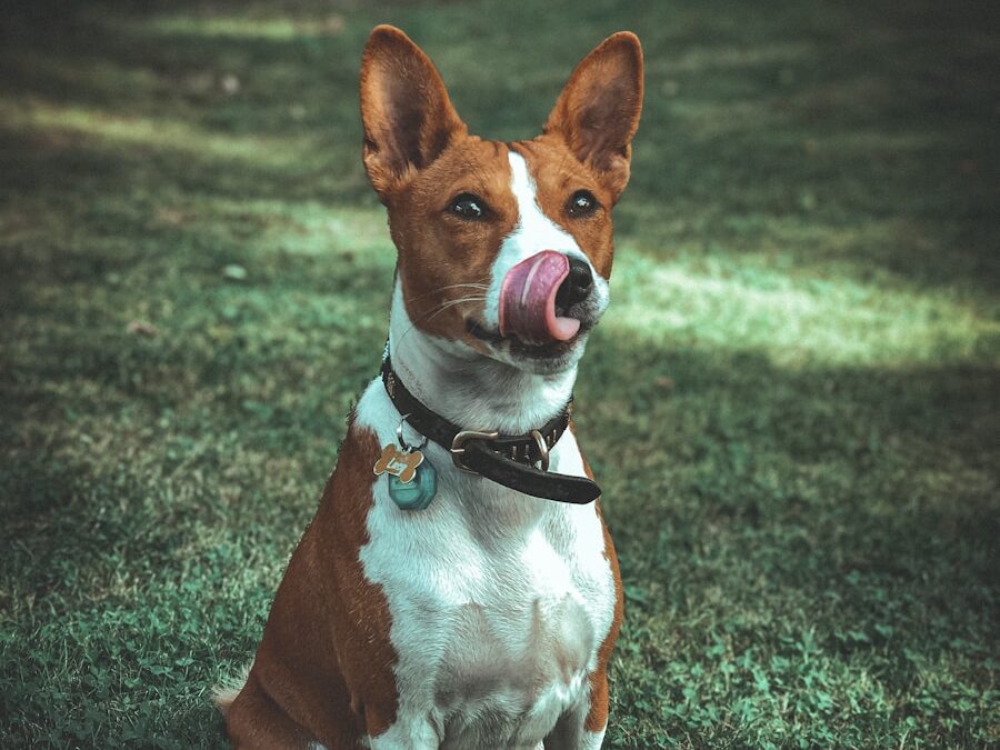 a brown and white dog sitting on top of a lush green field