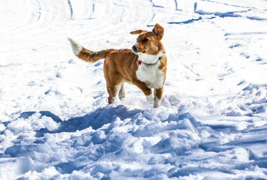 brown and white short coated dog on snow covered ground during daytime