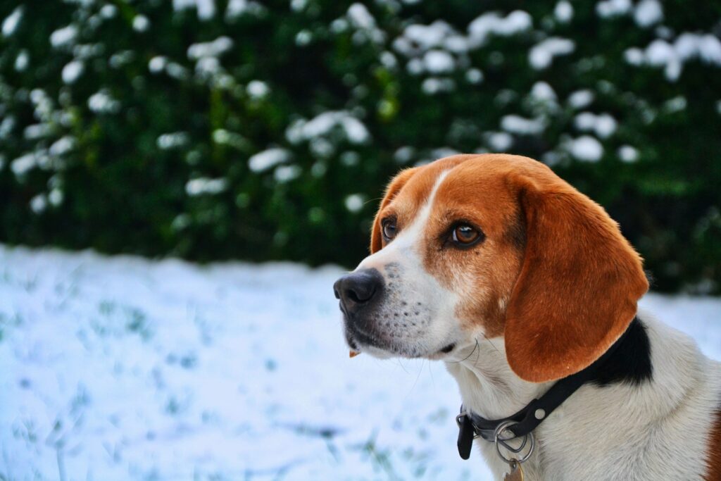 brown and white short coated dog on snow covered ground during daytime