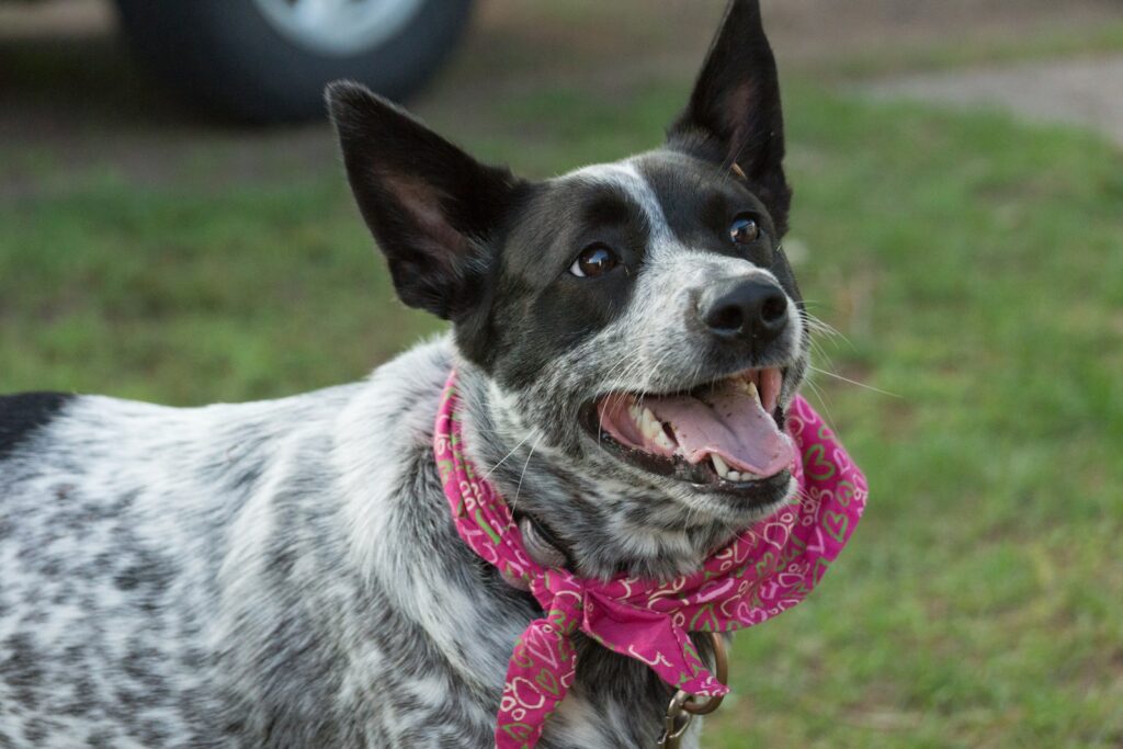 short-coated gray and black dog on green grass field at daytime