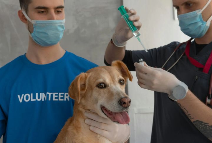 10 Canine Viruses Every Dog Owner Should Prepare For