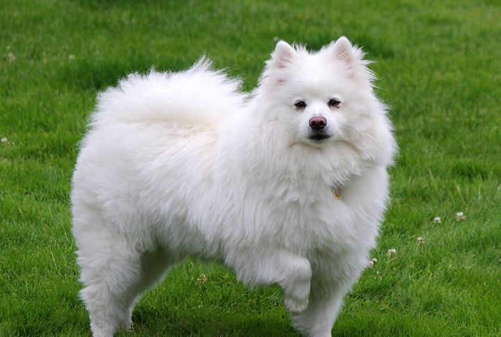 20 Coolest Dog Breeds That Were Made In The USA