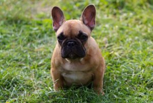 10 Things You Should Know About Long-Haired French Bulldogs - Dog Breed Pro