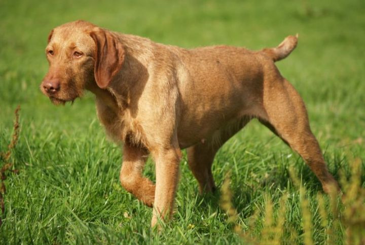 10 Traits That Make This Hungarian Dog Perfect For Families
