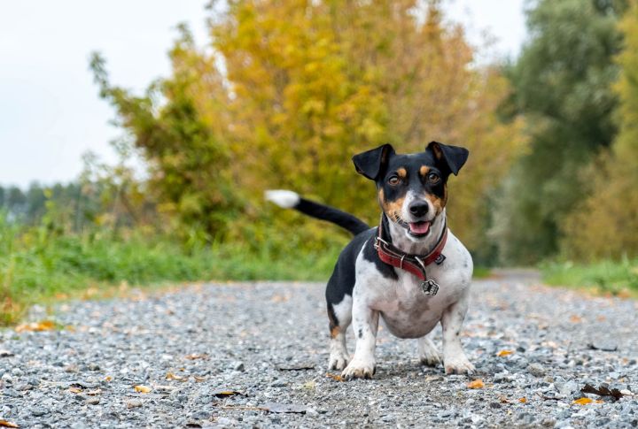 20 Best Dog Breeds For Tracking And Hunting