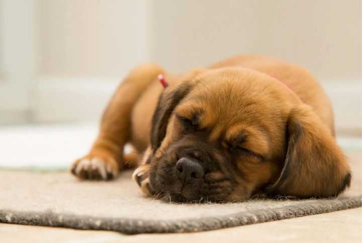 Canine Coronavirus