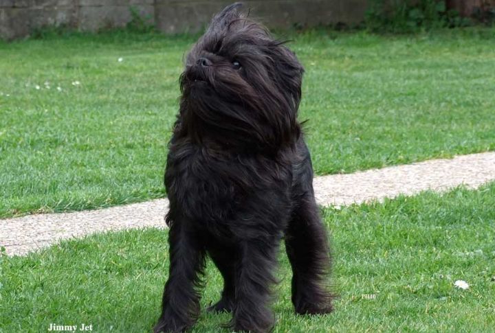 Affenpinscher